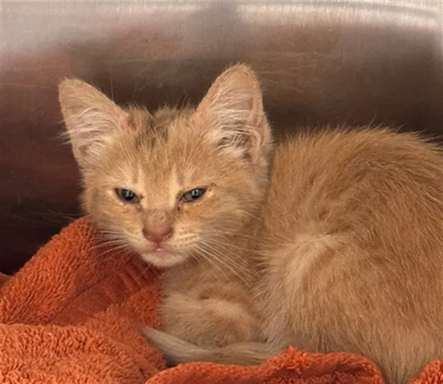 Adoptable Cat