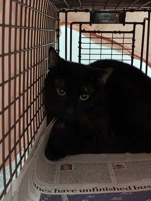 Adoptable Cat