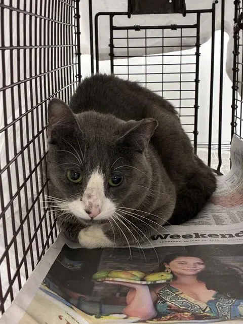 Adoptable Cat