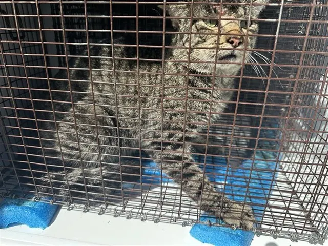 Adoptable Cat
