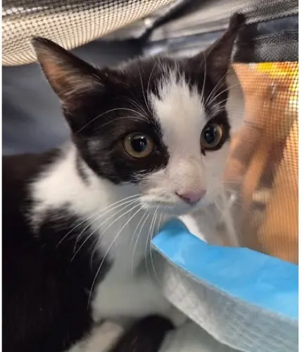 Adoptable Cat