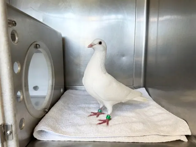 Adoptable Bird