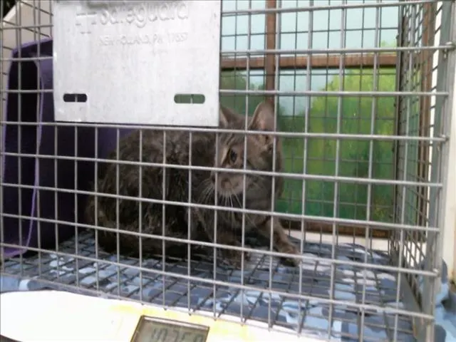 Adoptable Cat