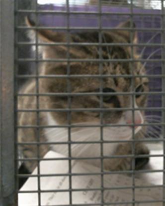 Adoptable Cat