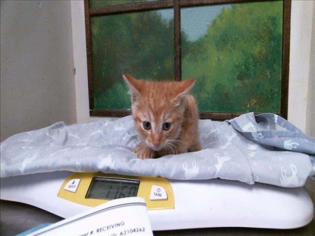 Adoptable Cat