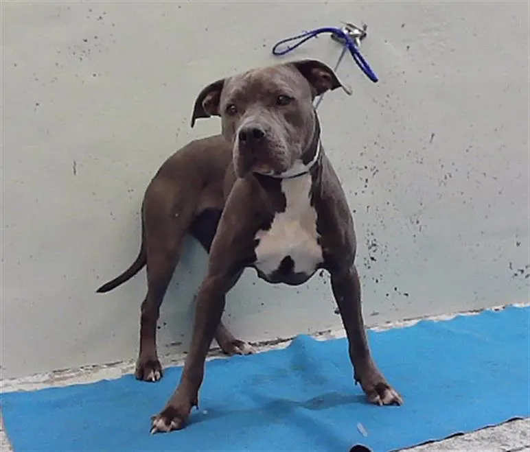 Adoptable Dog