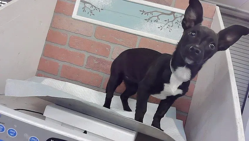 Adoptable Dog