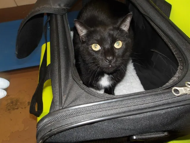 Adoptable Cat