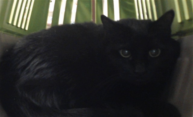 Vesper