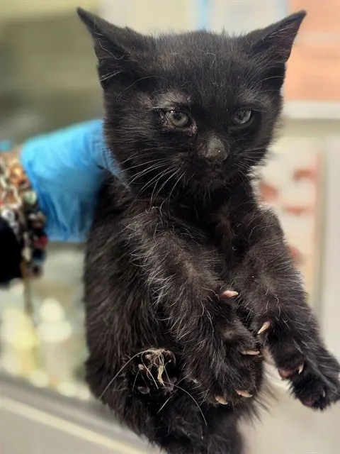 Elvira
