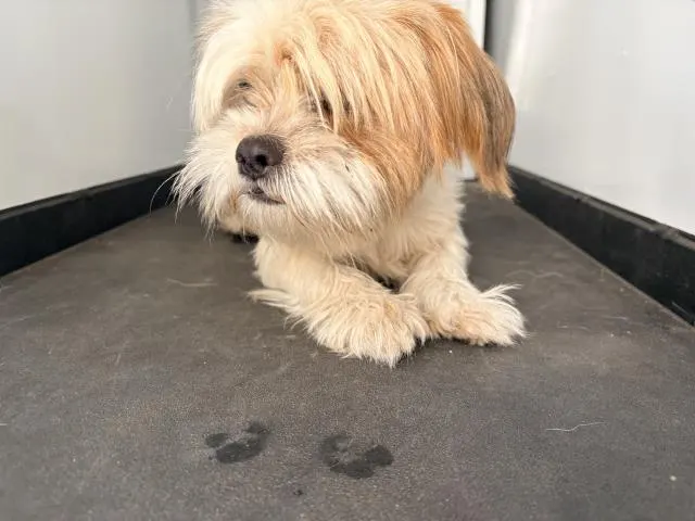 Adoptable Dog