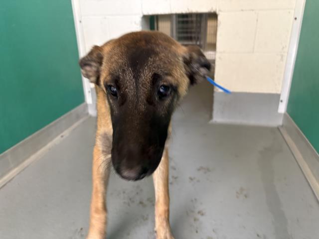 Adoptable Dog