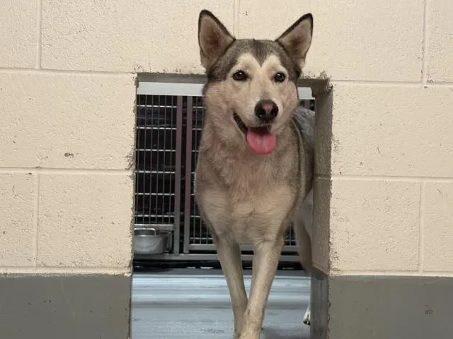 Adoptable Dog