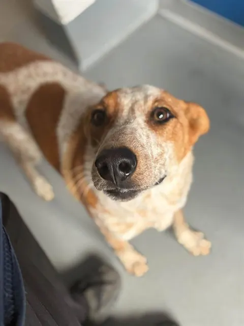 Adoptable Dog