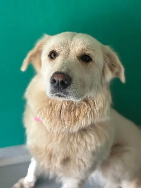 *Barbie