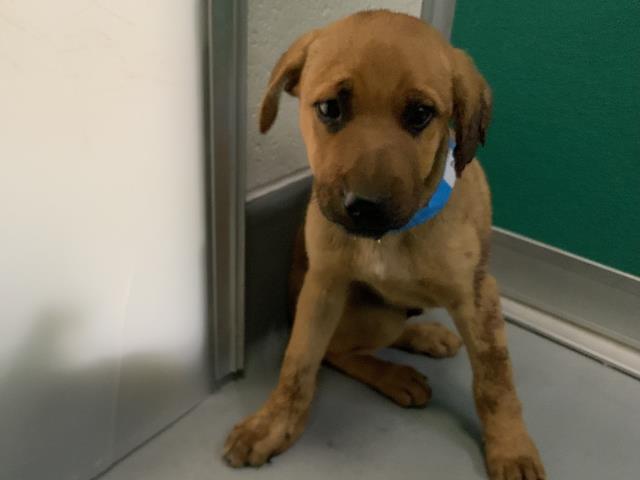 Adoptable Dog