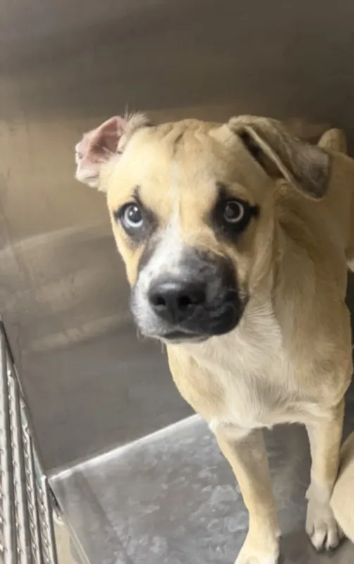 Adoptable Dog