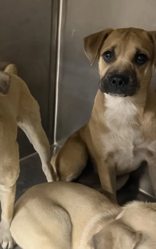 Adoptable Dog