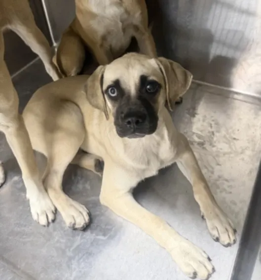 Adoptable Dog