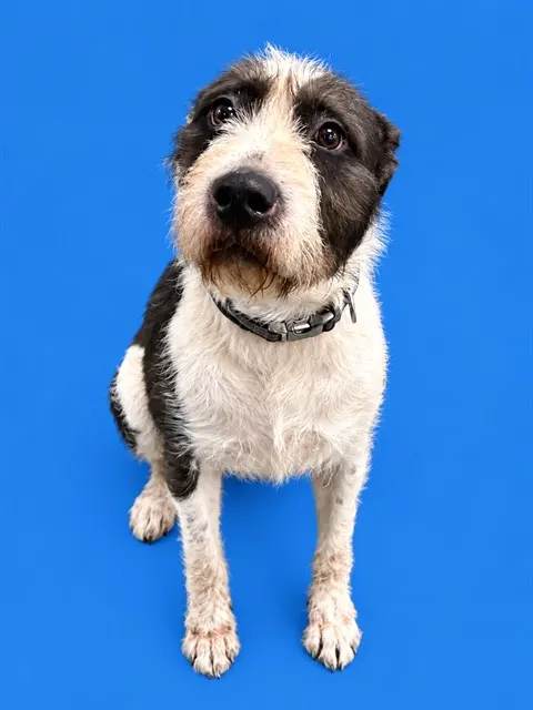 Coco