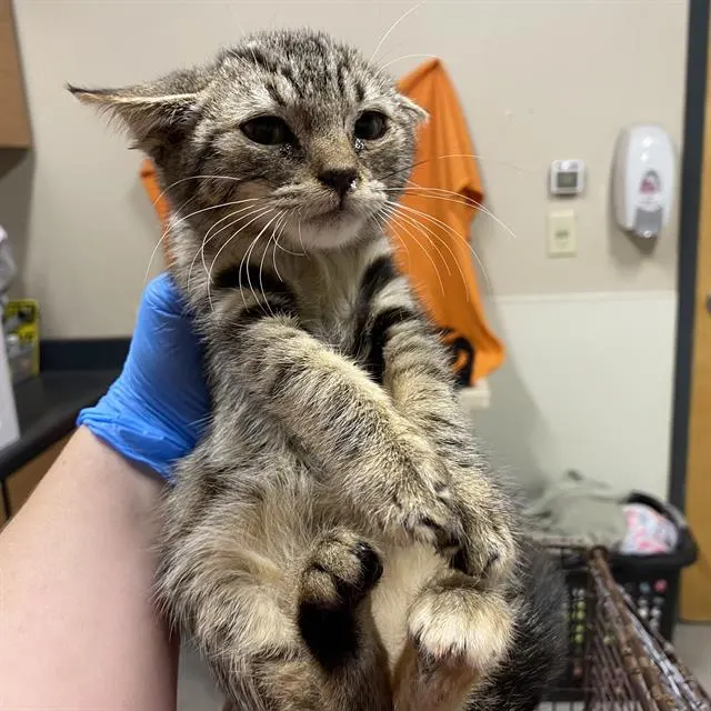 Adoptable Cat