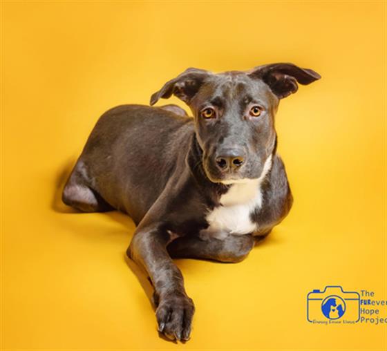 Simon