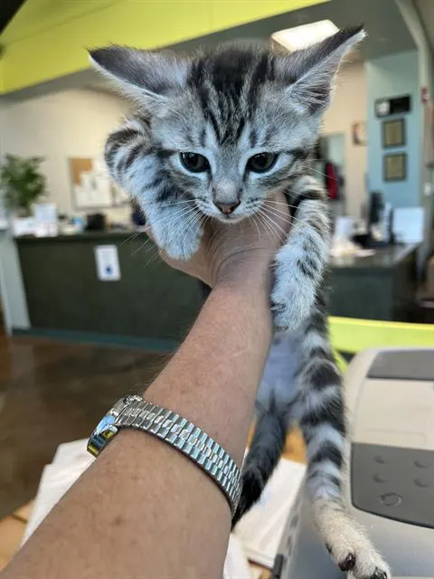 Gracie