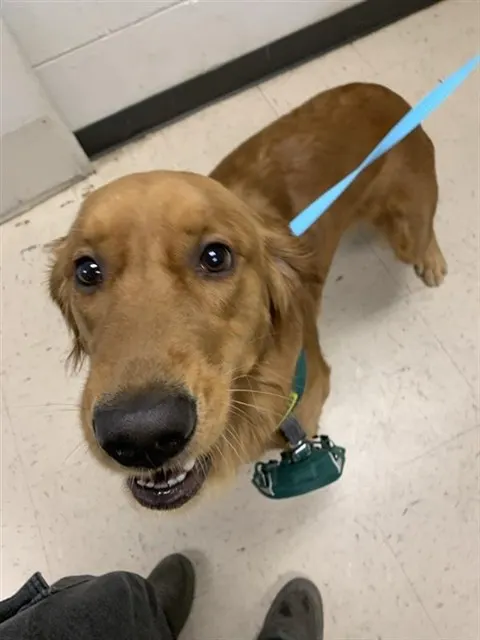 Adoptable Dog