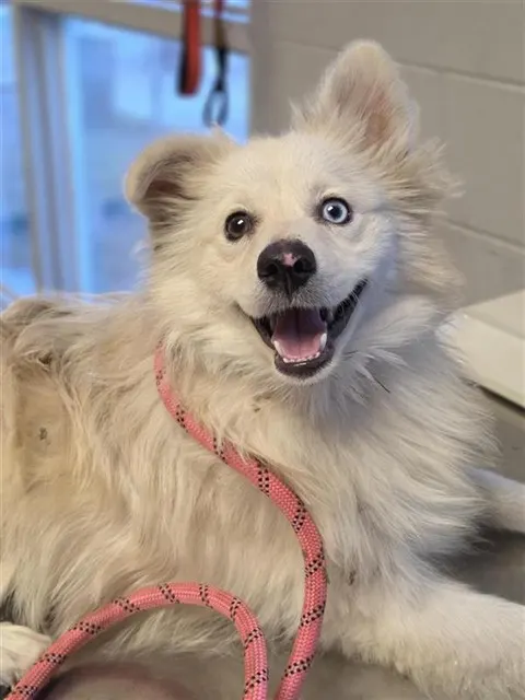 Adoptable Dog