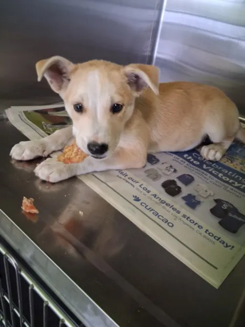Adoptable Dog