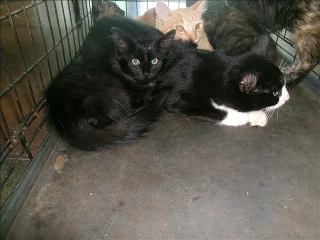 Adoptable Cat