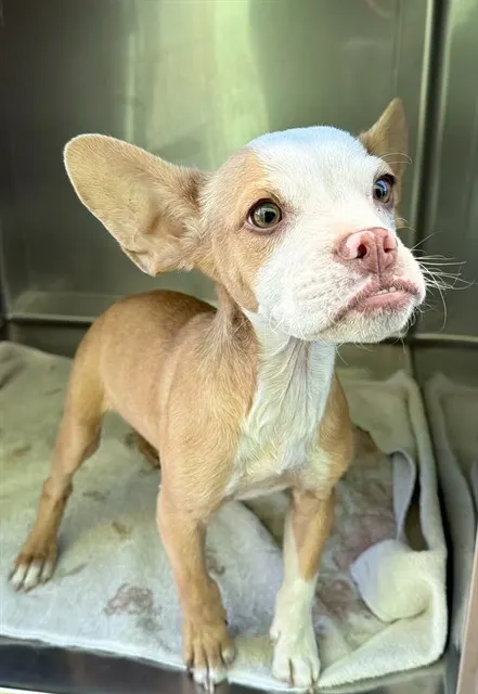 Adoptable Dog