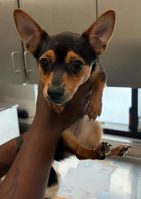 Adoptable Dog