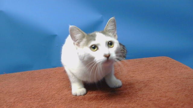 Adoptable Cat