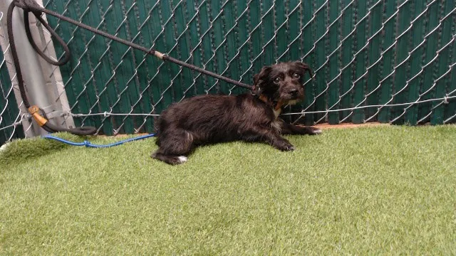 Sinatra