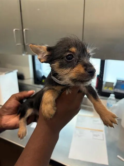 Adoptable Dog