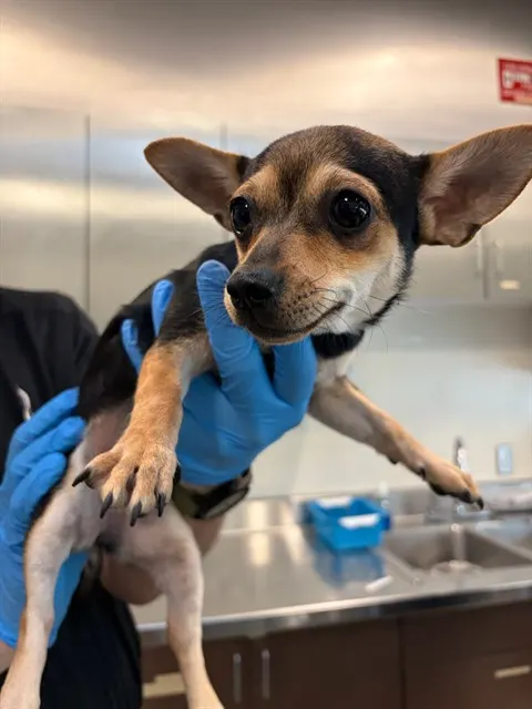 Adoptable Dog