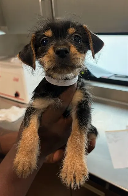 Adoptable Dog