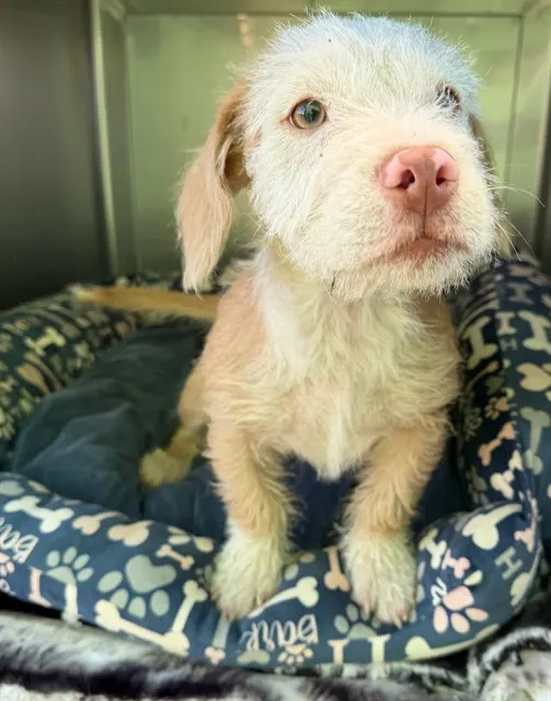 Adoptable Dog
