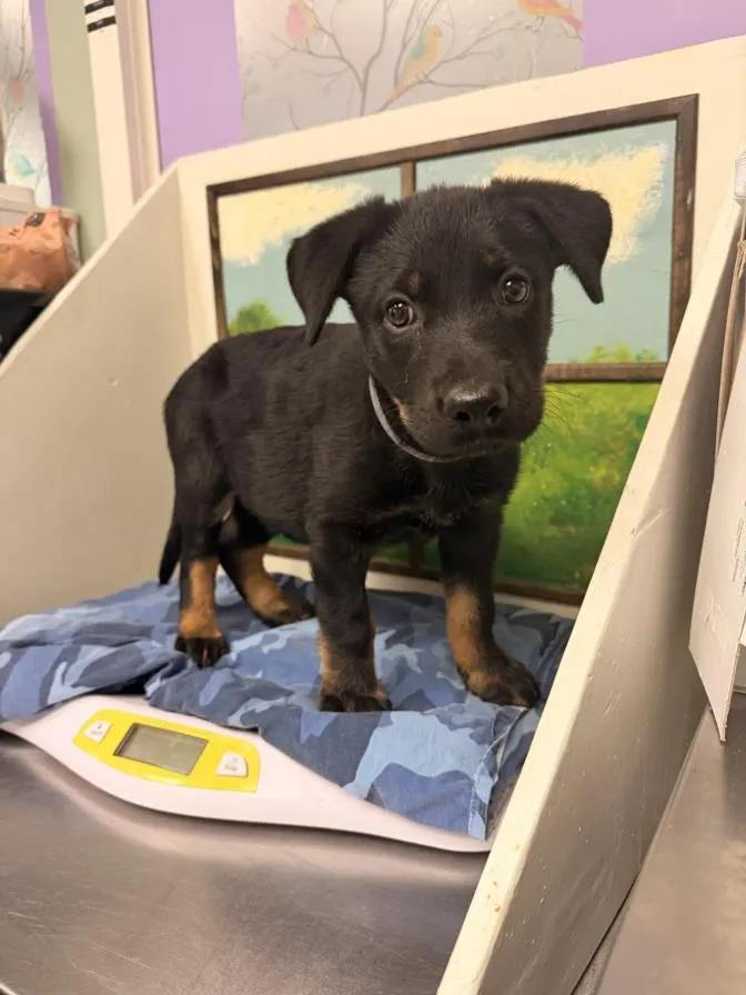Adoptable Dog