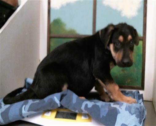 Adoptable Dog