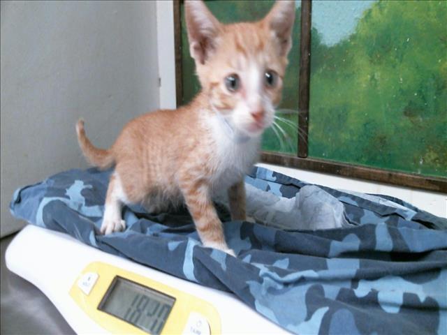 Aiden