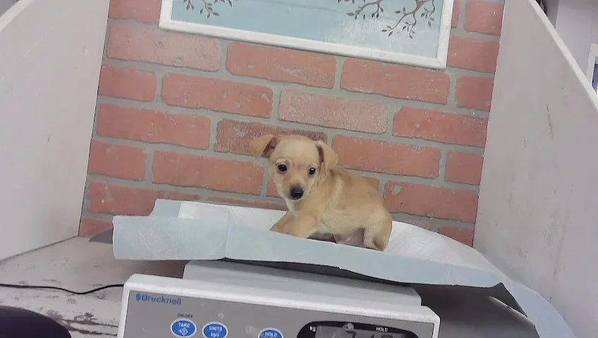 Adoptable Dog