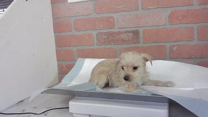 Adoptable Dog