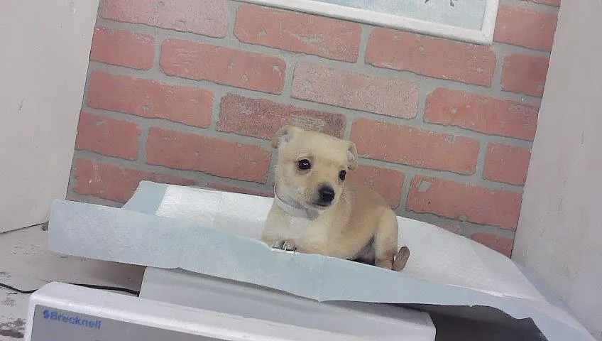 Adoptable Dog
