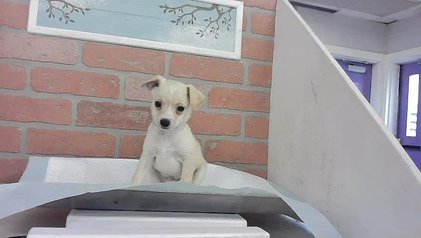 Adoptable Dog