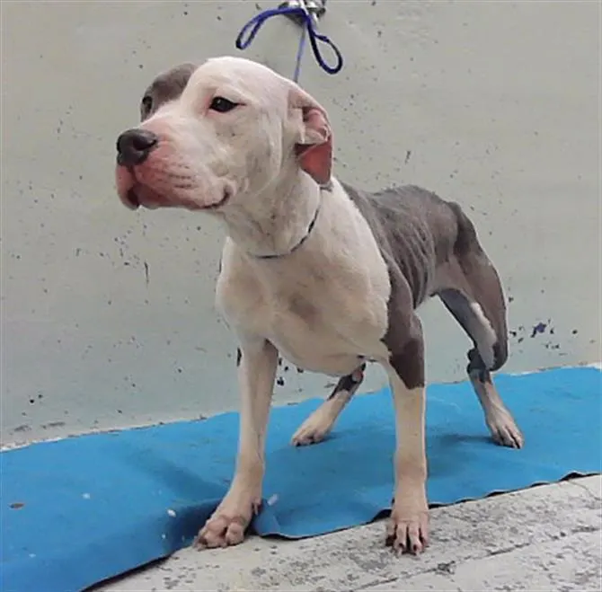Adoptable Dog