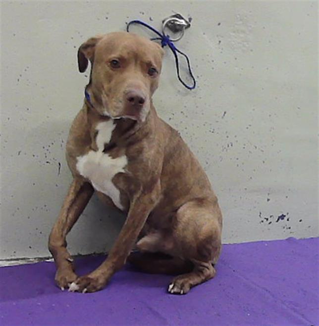 Adoptable Dog