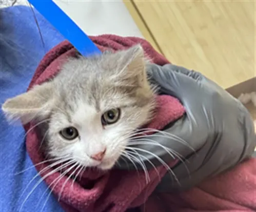 Adoptable Cat