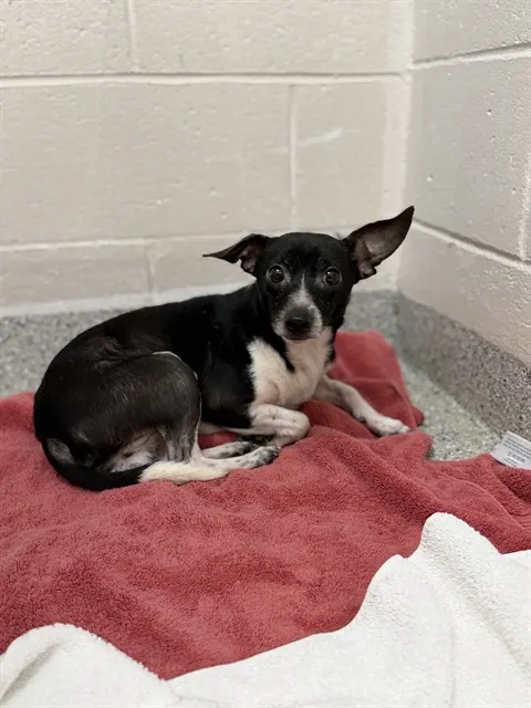 Adoptable Dog